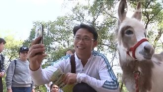 無畏疫情走戶外　埔心牧場連假人潮多