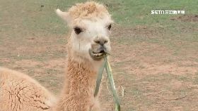 埔心第三..天0900