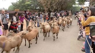 水豚、羊駝吸人潮　收假日埔心牧場夯