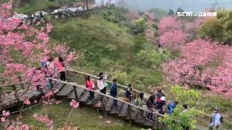 賞櫻不戴口罩　阿里山遊客曝關鍵原因
