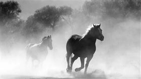 馬、奔跑、戰爭(PIXABAY)