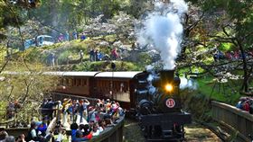 阿里山花季搭乘蒸汽火車賞櫻阿里山林業鐵路及文化資產管理處，在3月11日至4月8日，每週三推出「SL-31蒸汽火車」主題列車，行駛祝山線至沼平線的區間，邀請遊客體驗全台獨家的高山櫻花鐵道之旅。（黃源明提供）中央社記者蔡智明傳真  109年3月2日
