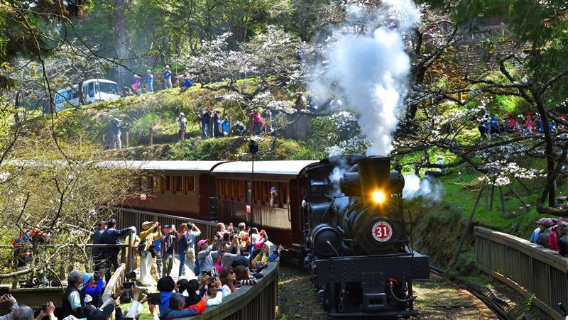 阿里山林鐵　11日起搭火車賞櫻去