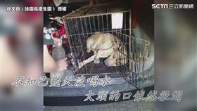 ▲徐大哥不斷在補水給牠喝。（圖／徐文良（徐園長護生園） 授權）