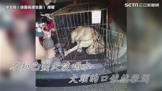 浪浪遭捕獸夾斷腳見骨　志工救援嘆