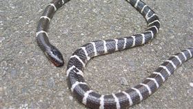 雨傘節,頭七,土地公（圖／翻攝自百度百科）