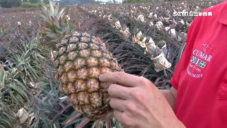 水果防疫提早收購　保留好品質衝外銷