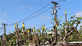 低溫損害高接梨　苗縣府爭取救助苗栗縣政府農業處指出，受天候異常衝擊，多個鄉鎮市陸續向縣府反映梨穗凍傷受損，初步查報受影響的栽種面積約145公頃，將協助農民爭取災損救助。（苗栗縣政府提供）中央社記者管瑞平傳真　109年3月2日