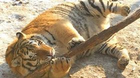 東北虎,老虎,俄羅斯,朝鮮,中國,遊客,虎爺,東北,身材 圖／微信上的中國　臉書https://goo.gl/nbjqyJ