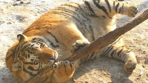 陸肺炎病死虎成野味　屍體端上餐桌