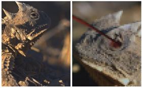 大角蜥（圖／動物星球頻道提供）