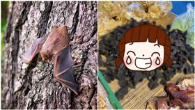 他遭檢舉「賣蝙蝠」！拍照喊冤曝真相…網一看笑噴：有夠像（圖／翻攝自爆廢公社）