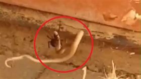 澳洲,毒蛇,蜘蛛,寡婦,棕蛇（圖／翻攝自臉書-Snake Catchers Adelaide
）