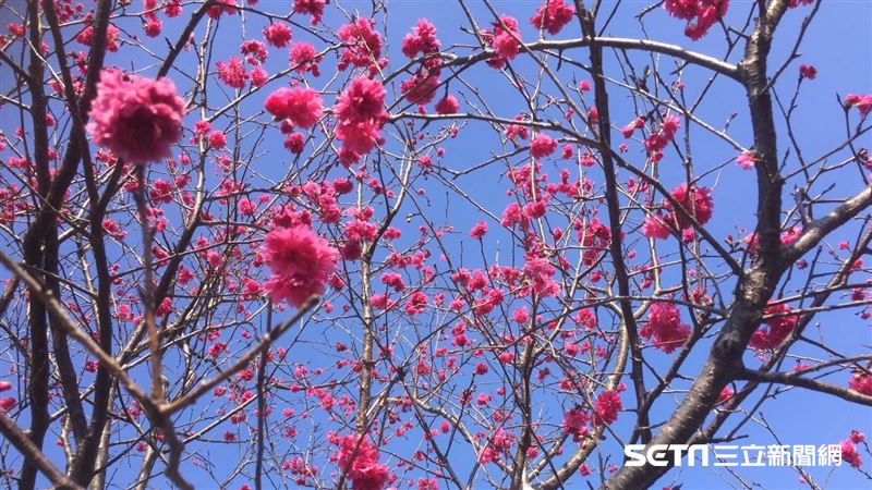 八重櫻盛開　樂活公園夜間燈光不打烊