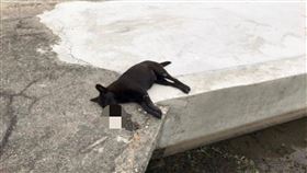 中市大安區毒狗案　動保處：持續追蹤調查台中市動物保護防疫處指出，1月中旬有民眾在大安區發現3犬中毒死亡，將持續盤查周邊住戶與相關事證，針對可疑行為人追蹤調查，揪出不法人士，依法究辦。（動保處提供）中央社記者郝雪卿傳真　109年3月3日