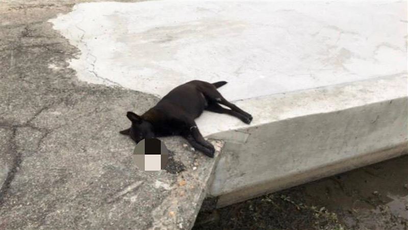 台中3狗中毒亡　動保處：展開查緝