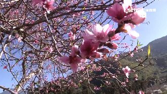 疫情重創　南投縣府、業者聯手救觀光