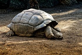 烏龜,陸龜,龜殼（示意圖／Pixabay）