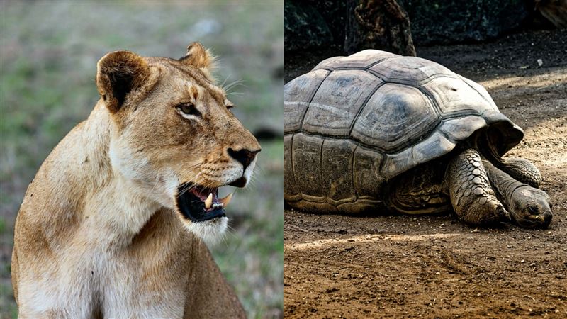 母獅抓陸龜猛啃　一咬表情猙獰牙痛爆