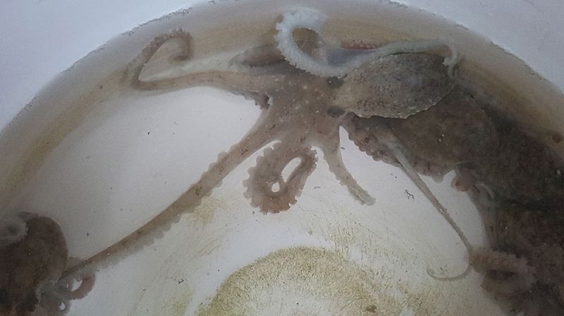 澎湖章魚產季到　潮間帶夜間可見燈火