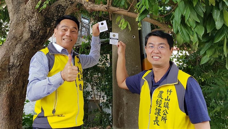 對付荔枝椿象　竹山鎮公所推生物防治