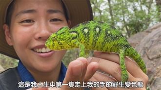 變色龍變色不是偽裝　專家曝主要原因