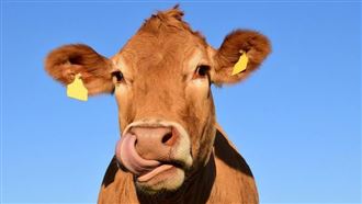 大運來了！「這3生肖」準備接橫財