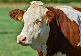 ▲牛,牧場。（圖／翻攝自Pixabay）