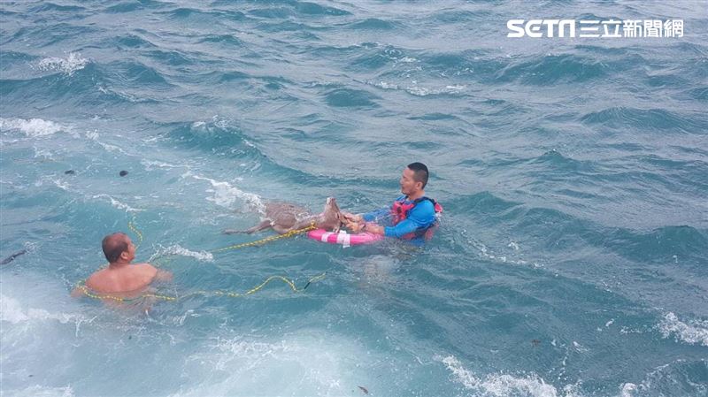 梅花鹿落海險溺斃　綠島人急拋繩搶救