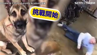 服務犬招考狂凸槌　網笑：這狗母湯
