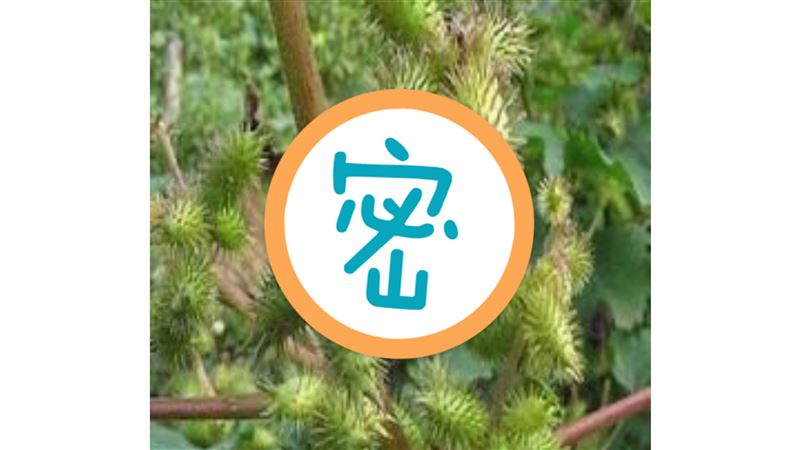 他伺候嬪妃在鞋藏一物　用了精神超好