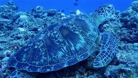 太平島海龜(中山大學提供)