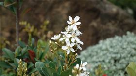 南投林管處響應今年植樹月「森活大樹聚」主題，12日上午在本處、轄屬工作站、林內分站、田中分站同步辦理捐發票換樹苗活動，今年數量共1萬3200株，民眾持1張發票可換1株。