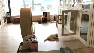 獨／武漢肺炎毛小孩「退房」逾6成