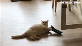 ▲武漢肺炎疫情也波及寵物旅館業績。貓咪旅館，消毒，貓咪，毛小孩，寵物。（圖／記者楊佩琪攝）