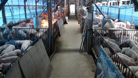 台南豬價平穩　養豬產業動態待觀察台南市豬隻在養頭數約57萬頭，排名居各縣市第4位，近日肉品市場毛豬交易價格平穩，對豬農飼養意願的影響則還有待觀察。圖為養豬場。（台南市政府農業局提供）中央社記者楊思瑞台南傳真　108年1月8日