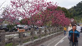 泰安派出所旁櫻花　賞花期倒數10天