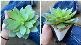 用心照顧「超完美多肉」澆水澆兩年　想換盆「拆開秒無言」：是假的QQ（圖／翻攝自臉書）