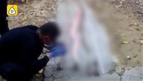 武漢肺炎,蟒蛇,野味,廣西/翻攝梨視頻