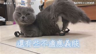 失去四肢的日子　截肢貓靠義肢獲重生