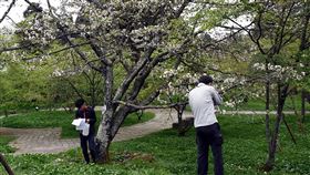 嘉大協助阿里山櫻花品系調查　預計出版圖鑑專書嘉義大學森林暨自然資源學系自3年前開始協助嘉義林管處調查阿里山森林遊樂區櫻花品系，園區約有30多種櫻花品系，可說是全國櫻花品系最多的賞櫻勝地，未來待品系鑑定完成後，將出版阿里山櫻花圖鑑專書。（嘉義大學提供）中央社記者黃國芳傳真　109年3月6日