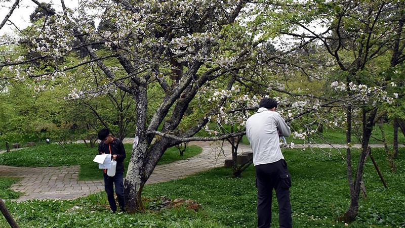 阿里山櫻花品系調查　將打造景觀公路