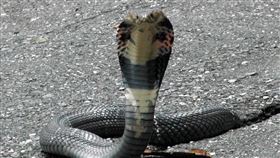 高溫引蛇出洞　台東四處現蛇蹤（1）台東這幾天高溫都達攝氏30度以上，蛇類出沒頻繁，甚至屋內闖入眼鏡蛇（圖），咬傷屋主險些喪命。（檔案照片）中央社記者盧太城台東攝　108年4月27日