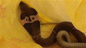 台東,眼鏡蛇,徒手抓蛇,咬傷(台東縣消防局提供)