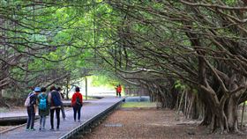 台南新營長勝營區重劃開發　營造休憩新場域台南市新營區陸軍長勝營區閒置近20年，經市府重劃開發為休憩空間，綠色隧道採原地保留，並加設高架棧道以避免人類及動物互相干擾，6日正式啟用。（台南市政府提供）中央社記者張榮祥台南傳真　109年3月6日