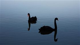 黑天鵝,黑天鵝效應（圖／翻攝自pixabay）