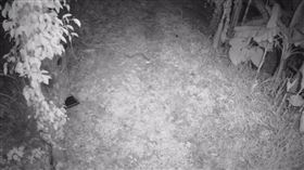 路殺預警系統奏效 監測到石虎停看聽公路總局108年在台3線卓蘭石虎出沒熱區設置路殺預警系統，至今監測到3次石虎出沒，而石虎也會在預警系統發出聲波及光波警告時，停下腳步並觀看及聆聽四周的動態。（公路總局提供）中央社記者汪淑芬傳真　109年3月7日