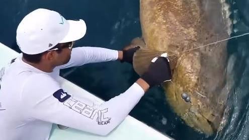 用全雞當釣魚餌　捕獲「比人大」石斑