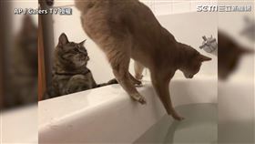 ▲Octave調皮地把 Scherzo推進浴缸。（圖／AP／Caters TV 授權）
