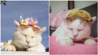 日本療癒系網紅貓過世…得年18歲